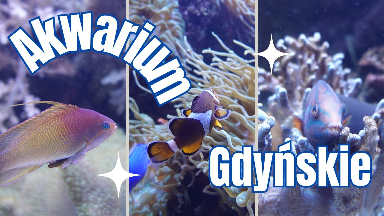 Akwarium Gdyńskie | Oceanarium | Gdynia Aquarium Poland