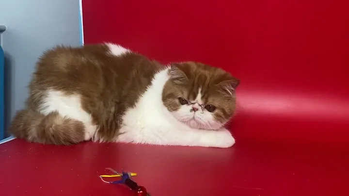 Video 4527991: exotic shorthair cattery, exotic shorthair female
