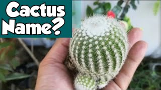 Cactus Names With Pictures #cactus #gardening