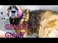 This Massive Sweety Cry's before Her Bath - St. Bernard mix - Full Grooming - dog Grooming