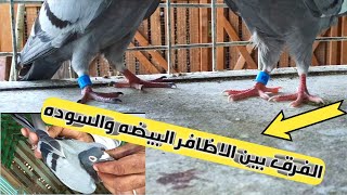 انهي الاحسن ف الزاجل الي ليه اظافر بيضه ولا سوده الفرق بين الاظافر?