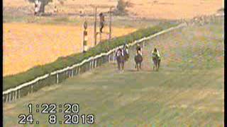 سباقات الخيول في مصر 3