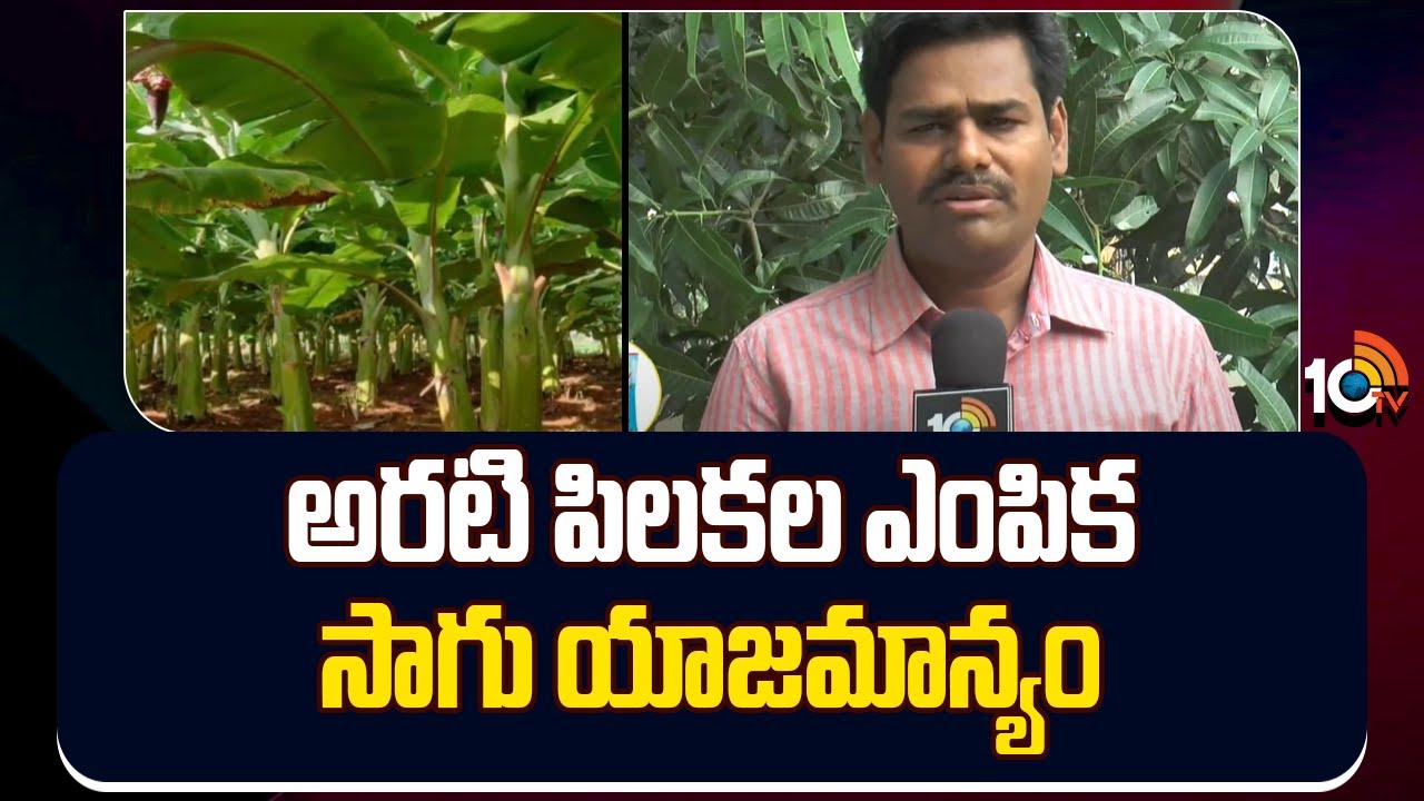 Banana plantation Methods | అరటి పిలకల ఎంపిక సాగు యాజమాన్యం | Matti Manishi | 10TV