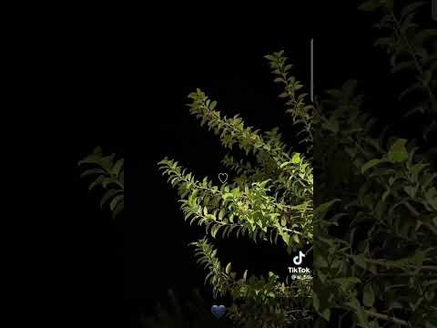 انا كنت مستني تشيلني جوه حضن عنيك