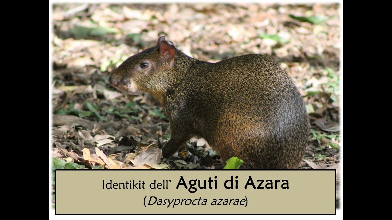 Aguti di Azara (Dasiprocta azarae)