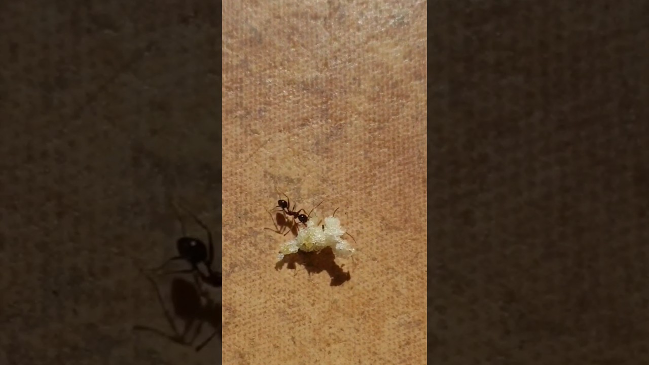 Ant carrying food to home 