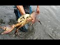 SKILL HEBAT !!!  MENANGKAP KEPITING JUMBO DI DALAM AIR DENGAN TANGAN KOSONG