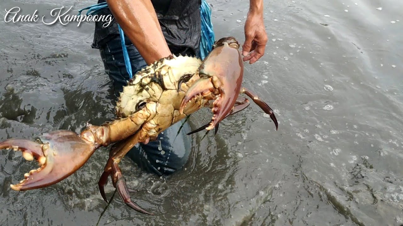 Great skill catching giant crabs in the water with bare hands