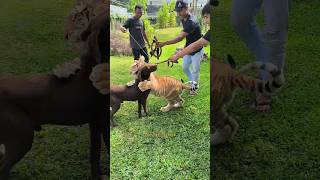 Tiger Vs Dog #Shorts #Tiger #Dog #Animals