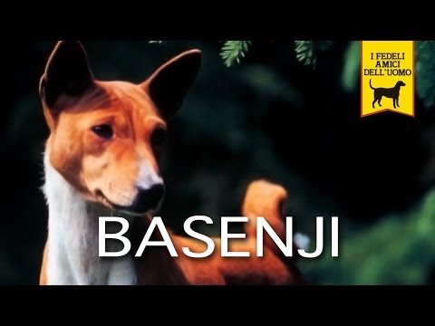 Video: Basenji Cane Di Razza Ipoallergenico, Salute E Durata Della Vita