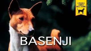 BASENJI trailer documentario (razza canina) BASENJI trailer documentario (razza canina)
