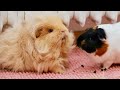 New Guinea Pig Introduction