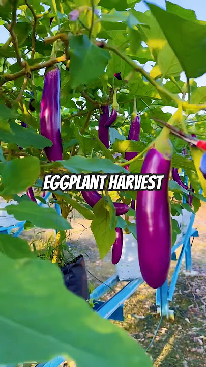 Eggplant harvest #fertigationfarm #harvestingeggplant #brinjal