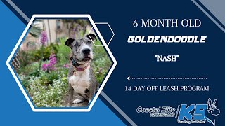 Great Dane/Pit Bull Mix / Dog Training