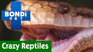 Dr. Chris Brown & Tim Faulkner VS. Reptiles! | Compilation | Bondi Vet