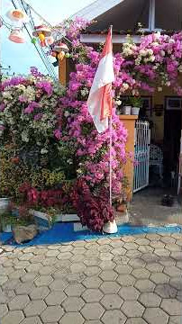 Download lagu bougenville indah didepan rumah