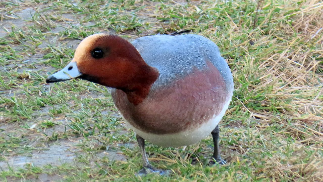 1677. Hvízdák eurasijský, Eurasian wigeon, Pfeifente, Smient, Świstun zwyczajny, Canard siffleur