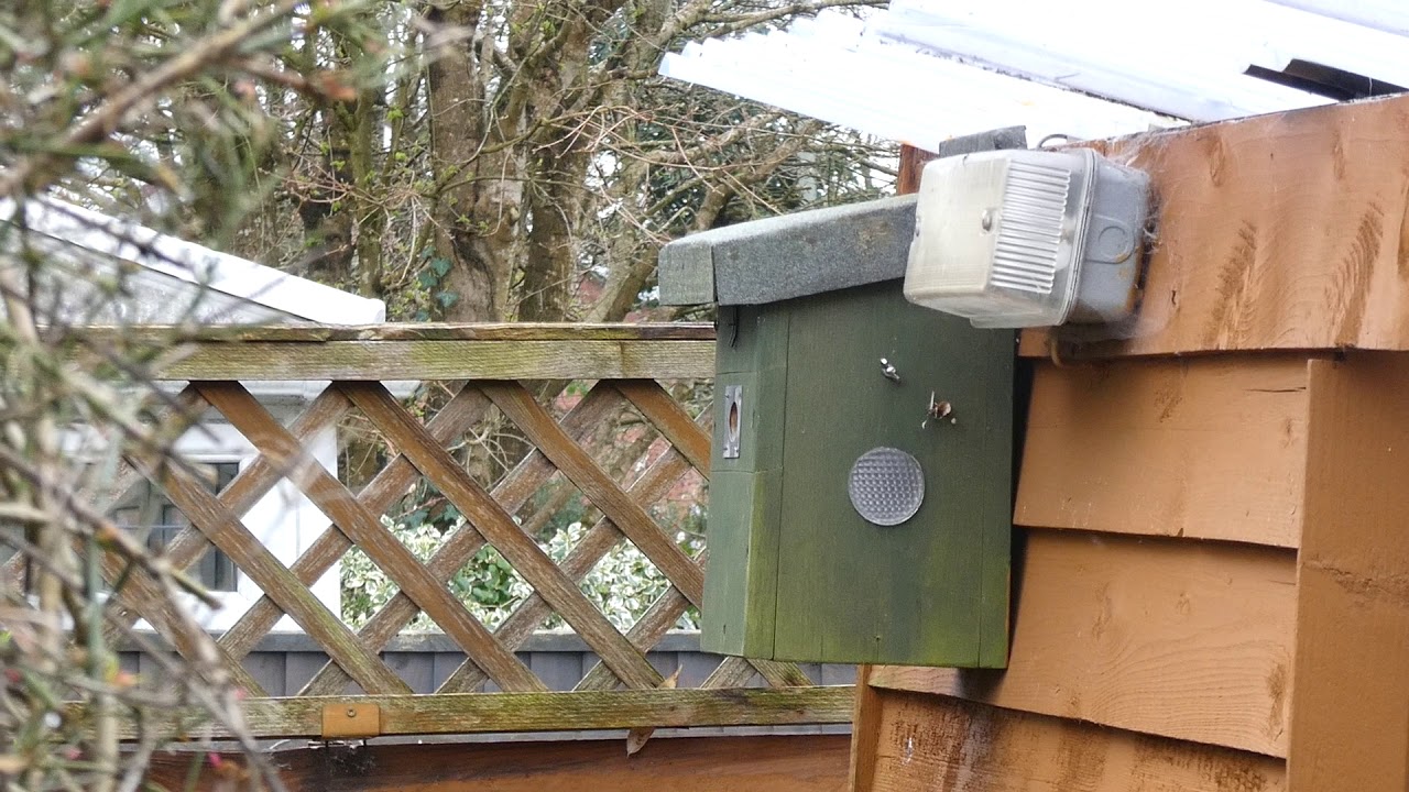 Spring 2020 Blue Tits Nest Building