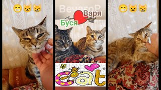 Кошечки: Буся и Варя 😼😼ВечагоР2023.