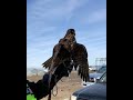 Career on the wing: Falconry on the Central Coast