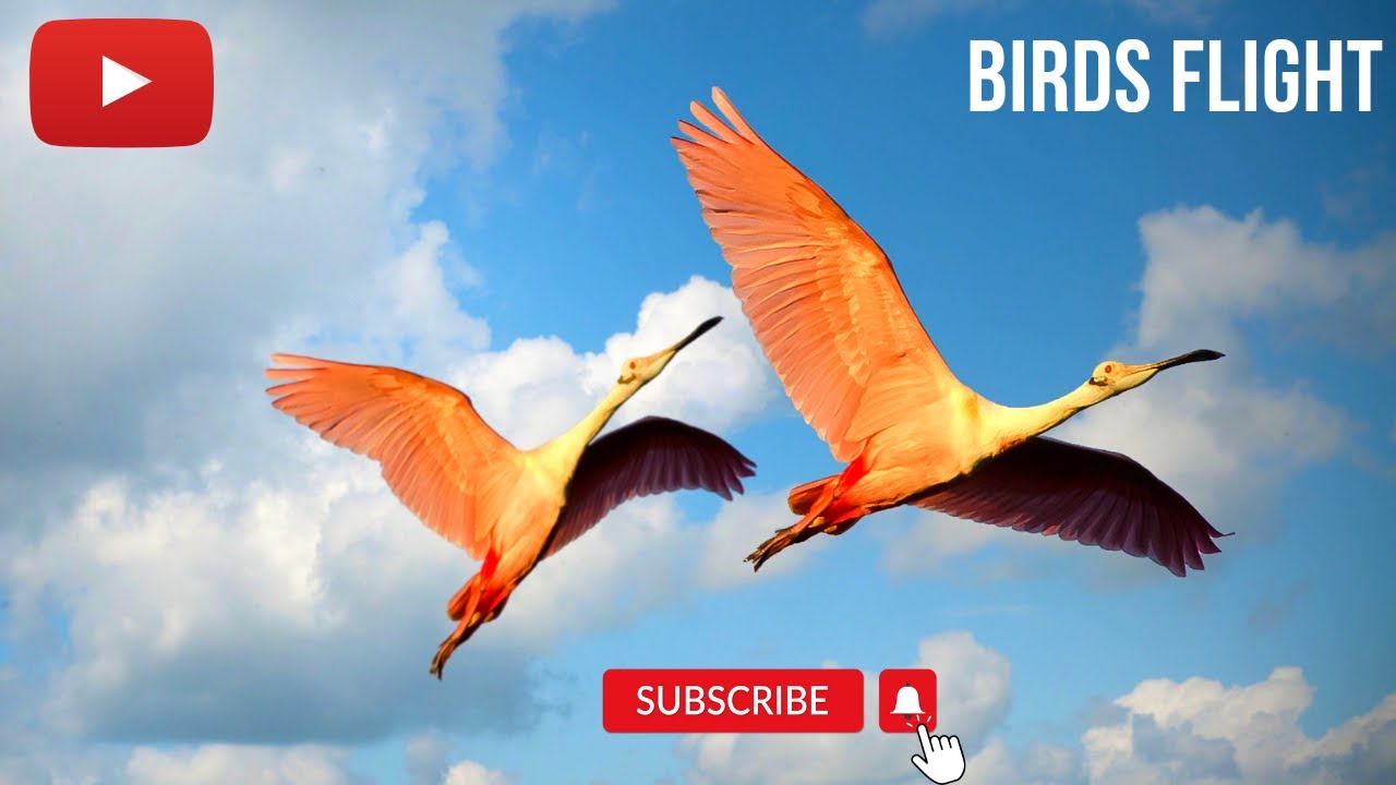 Fly Video Birds In Flight | Birds Flying In Slow Motion - YouTube