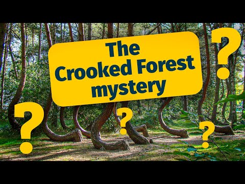 The Crooked Forest mystery (Gryfino, Poland) - Krzywy Las ENGLISH
