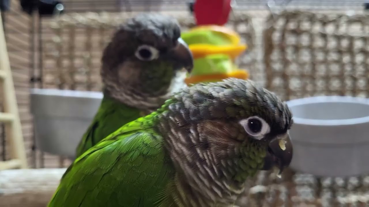 7 hours of conure parakeet singing and calling sounds