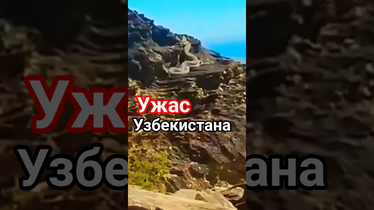 15-метровые змеи Узбекистана! Правда или миф? СМОТРИТЕ ПОЛНОЕ ВИДЕО!