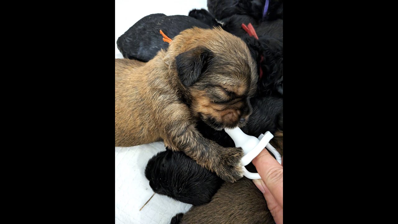 Raising Orphaned Labradoodle Puppies | RFW E 03