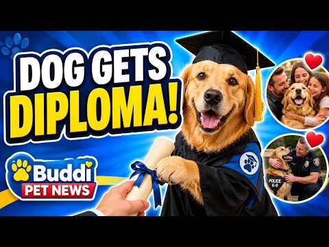 This Dog Got a College Diploma… Then Things Got Even More Heartwarming 🐶🎓 | Buddi Pet News