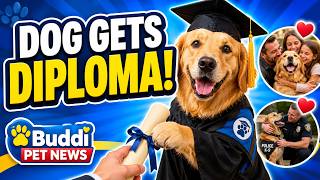This Dog Got a College Diploma… Then Things Got Even More Heartwarming 🐶🎓 | Buddi Pet News