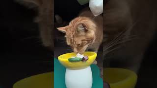 ed Ginger Moocher… arriving precisely when food is involved- or in his case an hour before it’s due