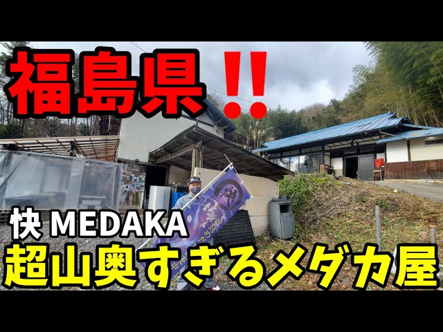 福島県‼️超山奥すぎる品種改良メダカ屋【快MEDAKA】2023年初