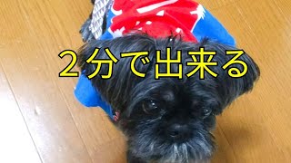 お祭り用はっぴを愛犬の服にリメイク