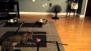 F2 Savannah Cat plays with toy part 1