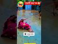 বান্ধবী যখন গরু নিয়ে যায় #funny #ekmotahathighumechala #love#entertainment #trending #vairalshort