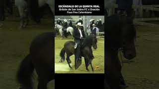 ESCÁNDALO DE LA QUINTA REAL - PASO FINO #pasofino #caballos #horse #shortsvideo