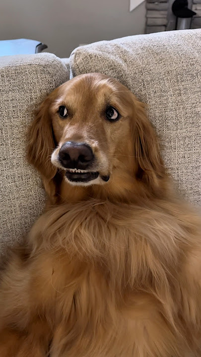 My dogs faked sick to stop me from crying!