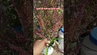 तुलसी की मंजरी कब हटानी चाहिए #garden #turtleplant #plantsofindia #gardening #greenplants #greenplan