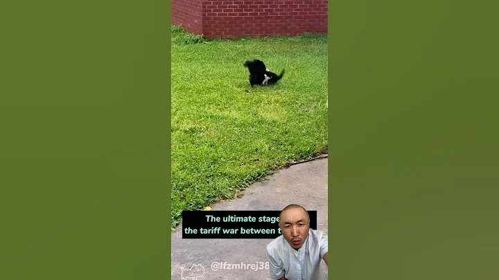 Video 8853811: cat kitten pets funnycat, pet animal funnycat cats, cat kitten pets funny, funnycats catfight