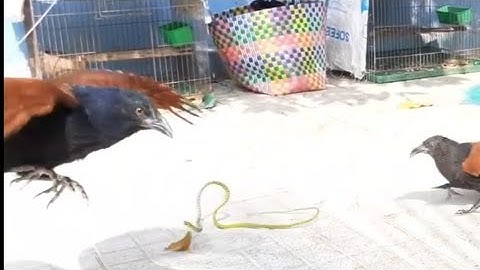 Cuộc đối đầu không cân sứt, một mình con rắn cân với hai con Bìm Bịp. Minh Vũ