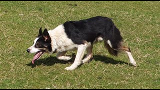 LOT 17  Jock  15/5/24 TIMED INTERNET AUCTION OF WORKING SHEEPDOGS