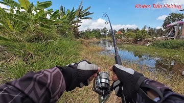 Câu cá lóc Tân Phú Đông Tập #95 Nước rút cá ăn mạnh ngày đầy  nắng và gió