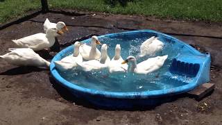 Happy Ducks | Just Keep Swimming! No Pond No Problem by Sarina Maynor 1,179 views 10 years ago 1 minute, 11 seconds