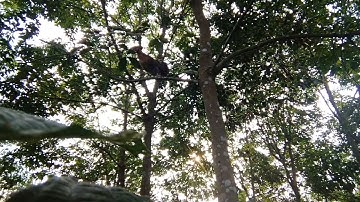 เสียงไก่ป่าตัวเมีย,Suab poj qaib see cuab tuaj zoo heev