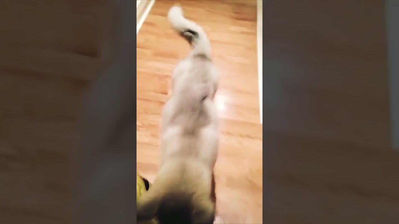 Loki the wolf dog as a puppy || 