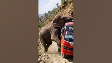 🐘 Elephant Pushes Bus Off Narrow Cliff Road | Shocking AI Jungle Scene | AI-Generated