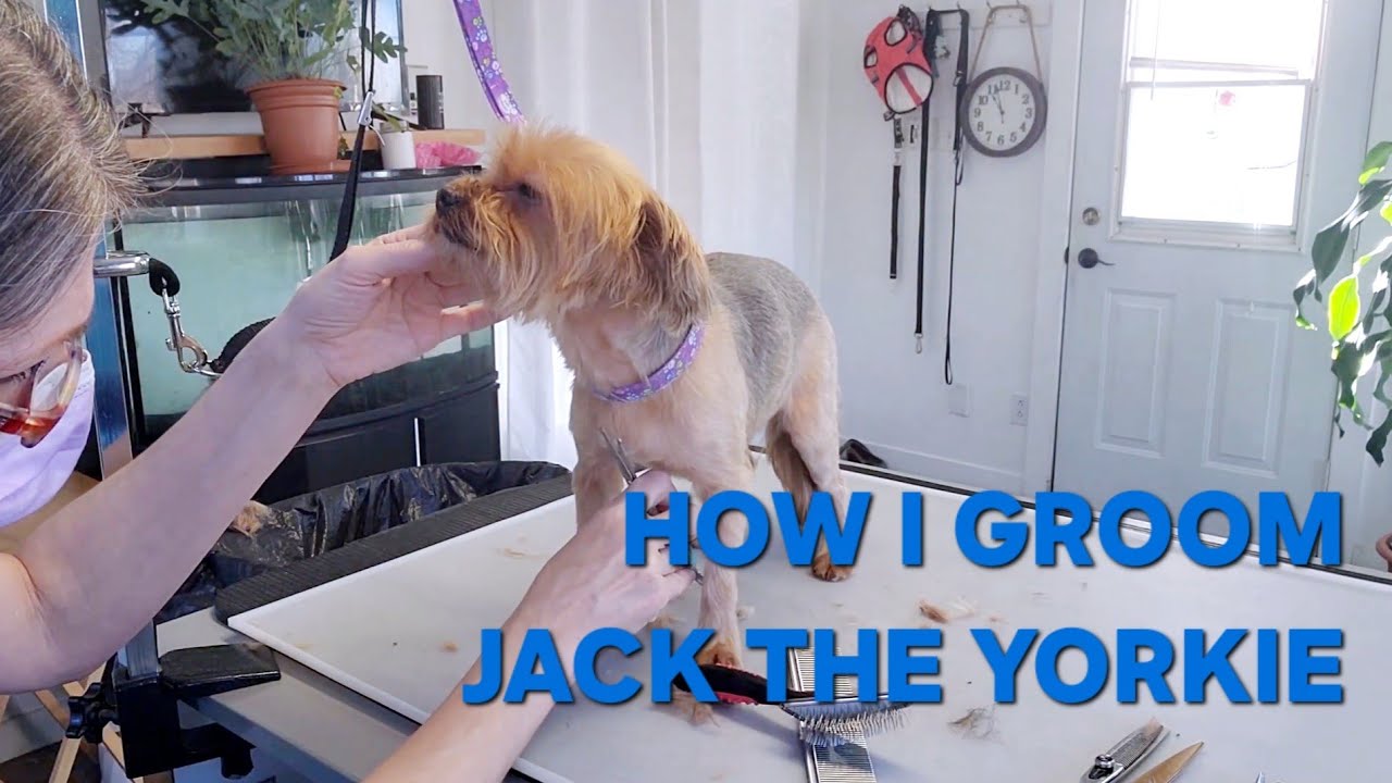 Dog Grooming Yorkie (Jack) YouTube