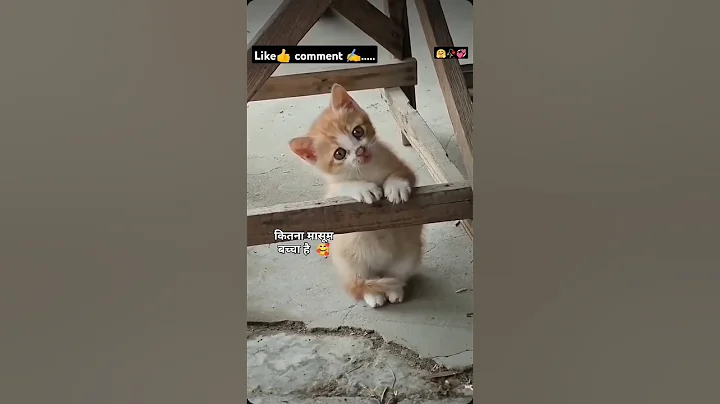 Video 11854931: compilation, cute cat