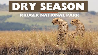Dry Season | Kruger National Park| Lower Sabie            #bigcats #cheetah